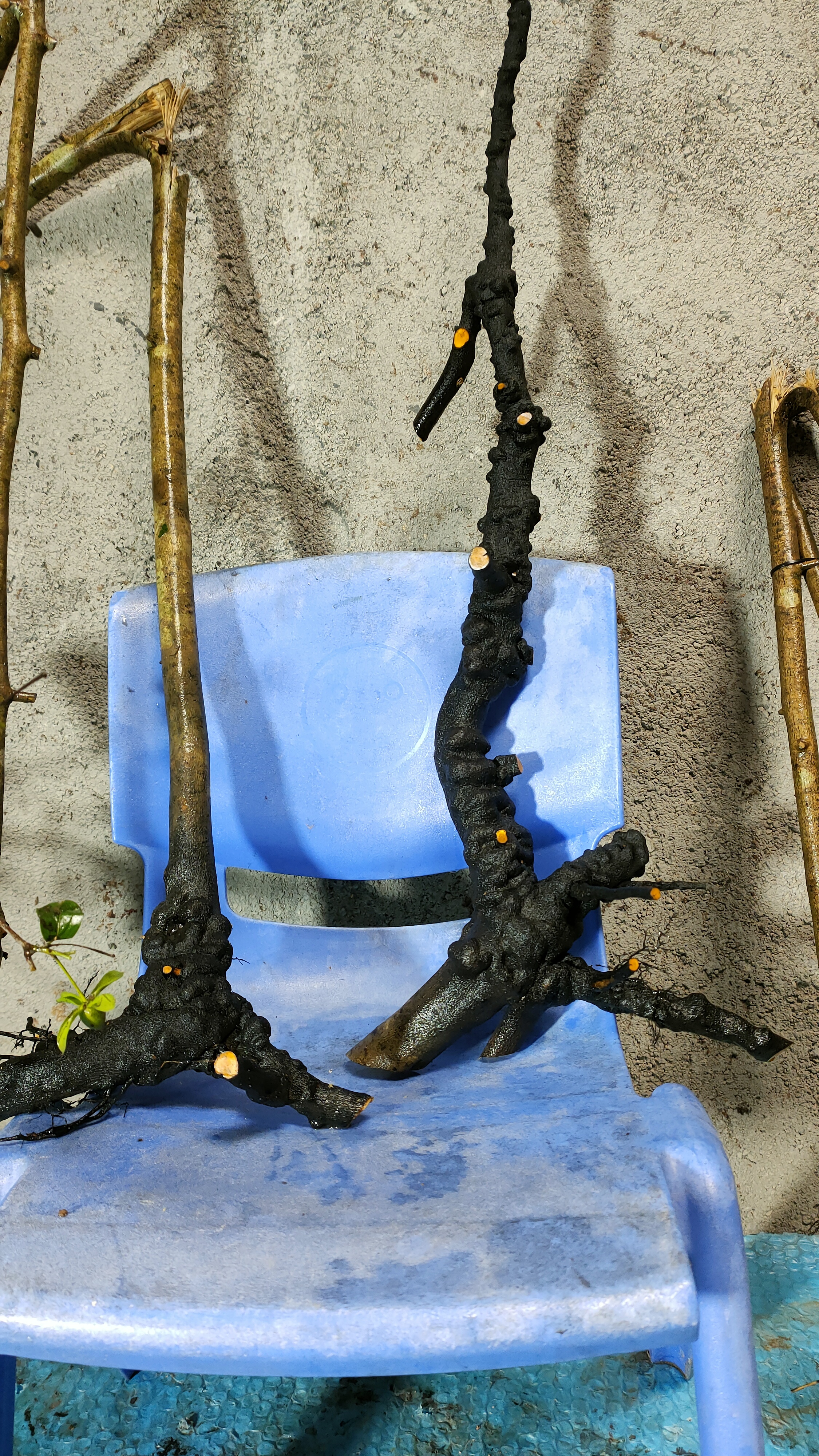 精品老鸦柿大放漏