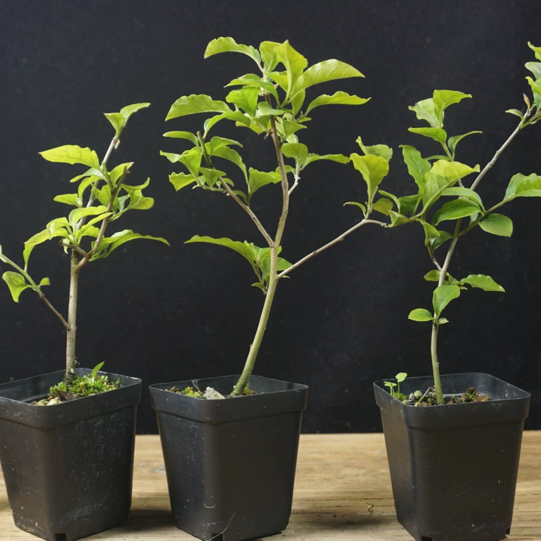 老鸦柿直播拍品 一物一拍拍品不退换