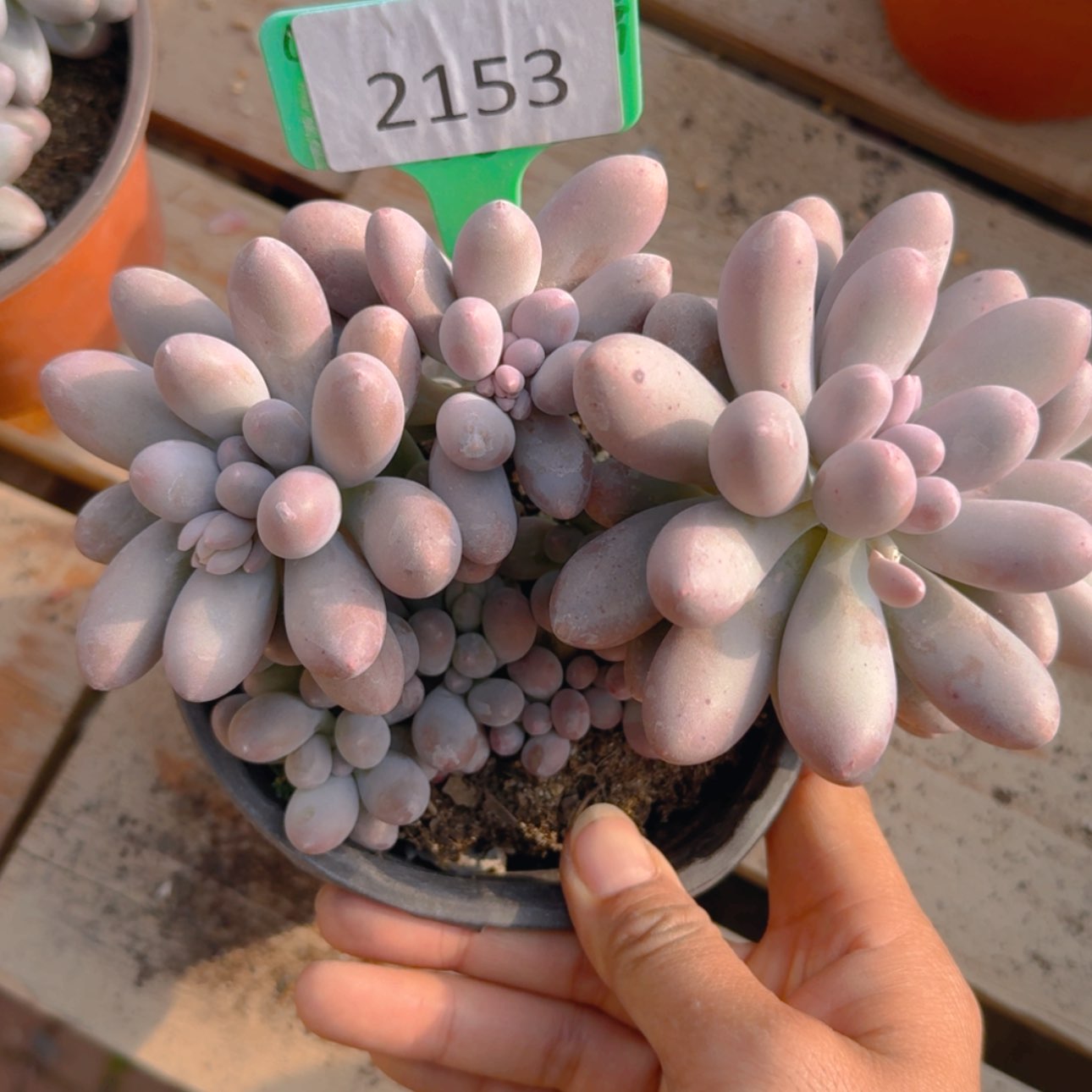 【闪购商品】2153汤圆