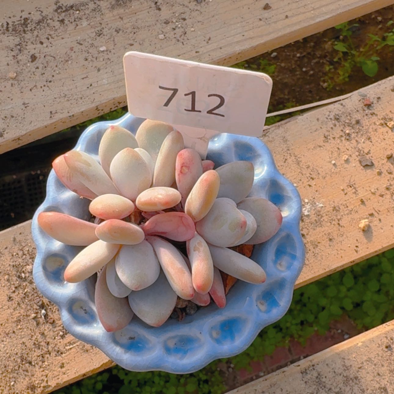 【闪购商品】712粉兔