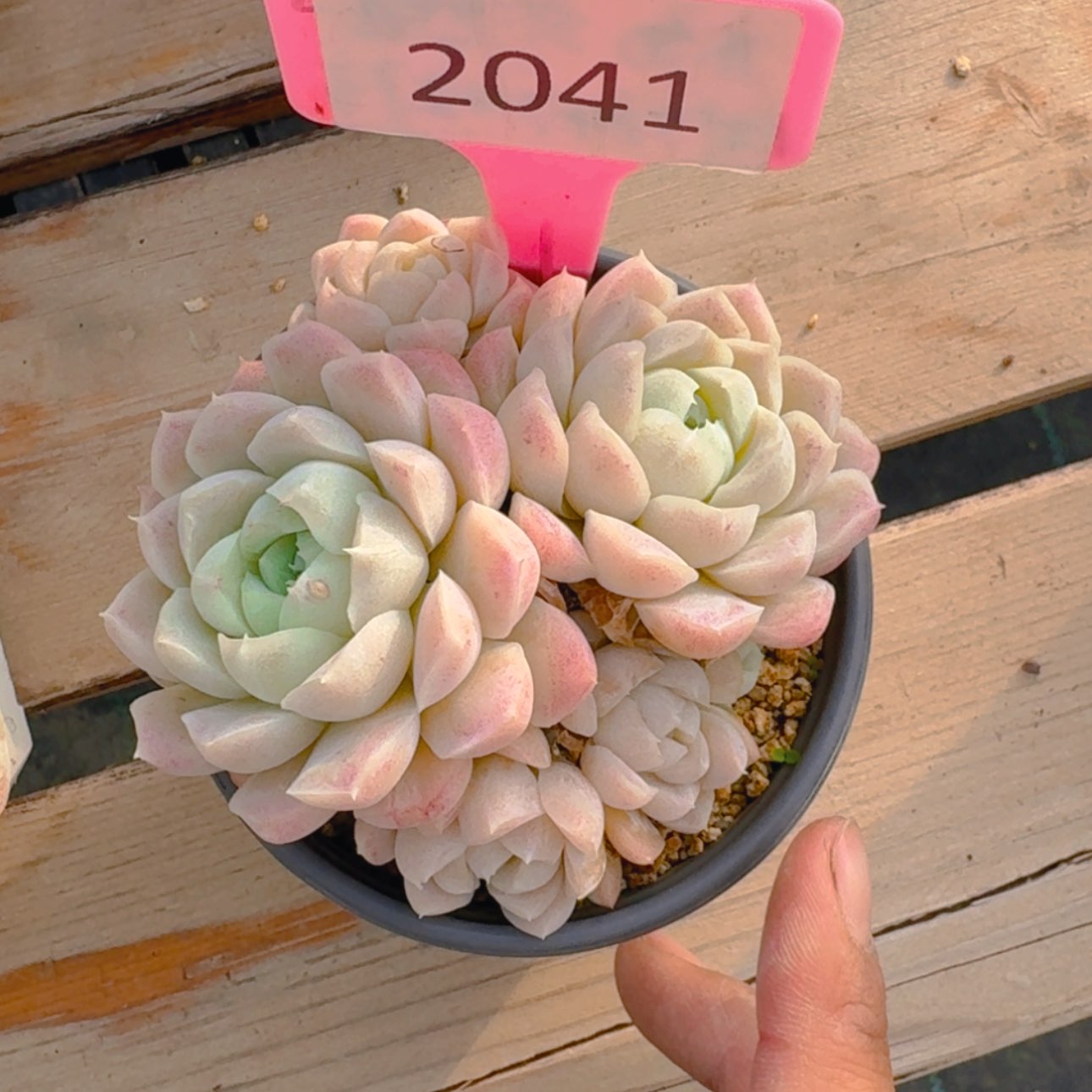 【闪购商品】2041白月影