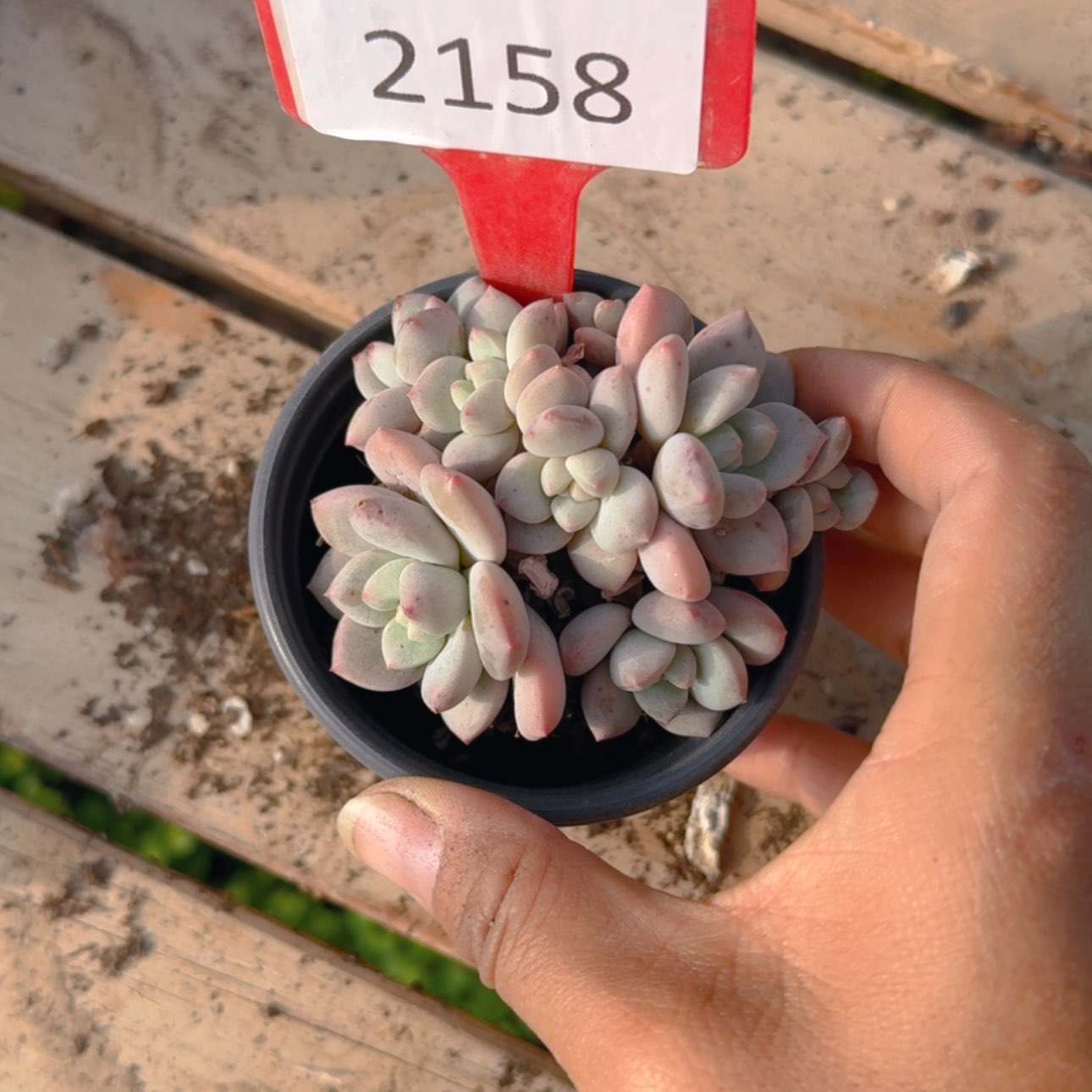 【闪购商品】2158拉丝雨