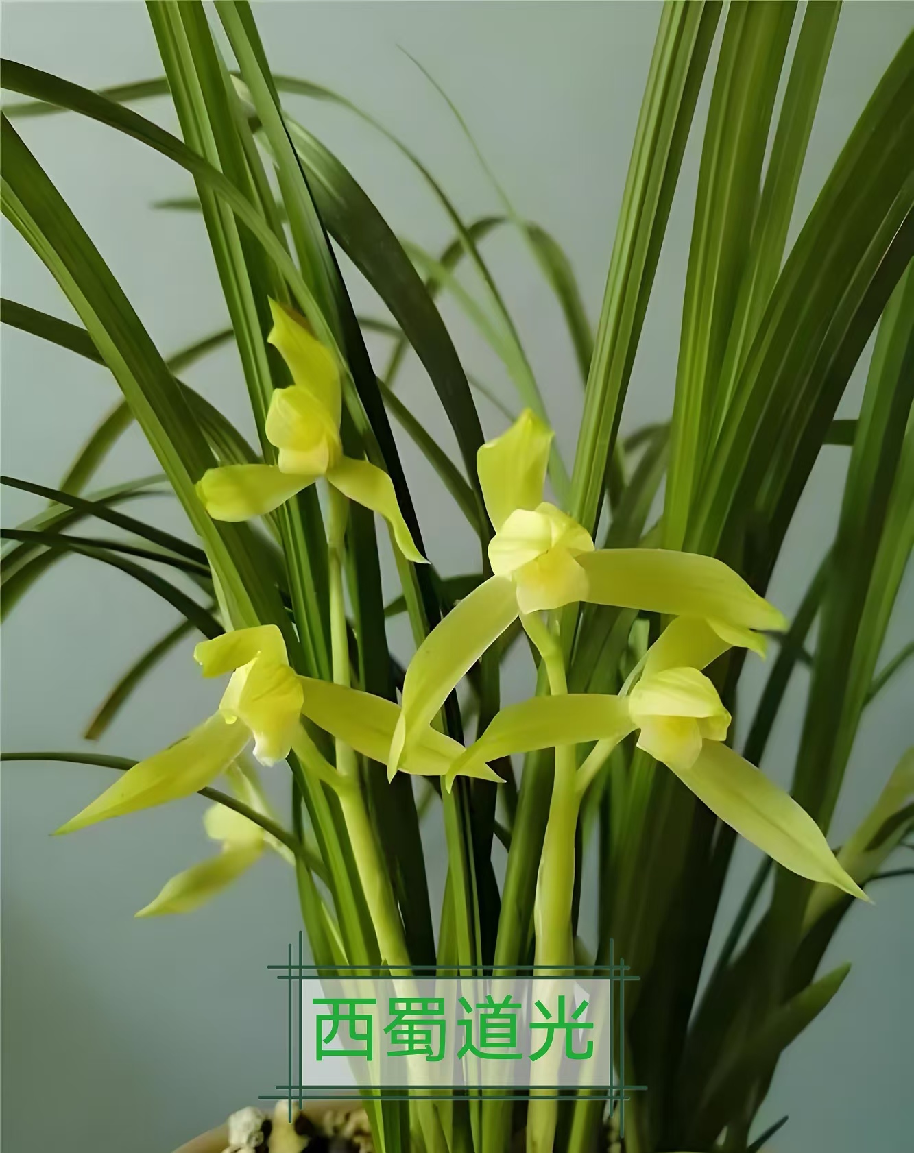 春剑名品精品西蜀道光大花雪兰大红朱砂苗(默认裸根发货)