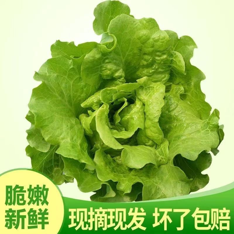 露天霜打生菜农家自种新鲜生菜现摘火锅涮菜2-3斤沙拉蔬菜