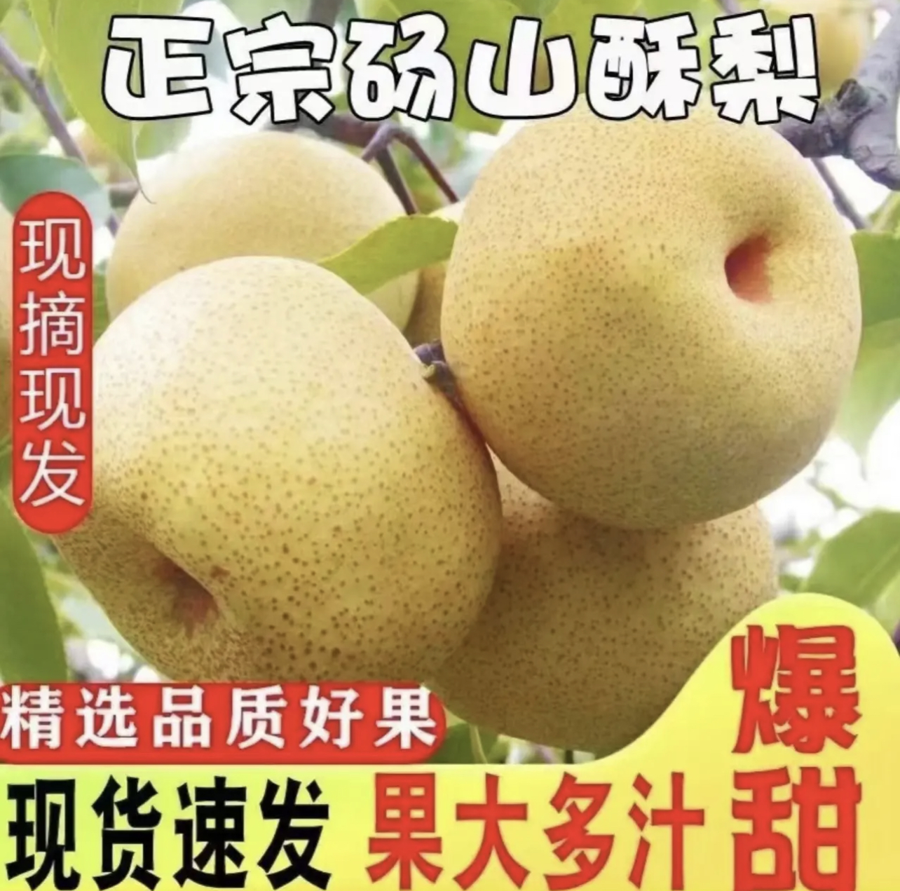 砀山梨-精品9斤装