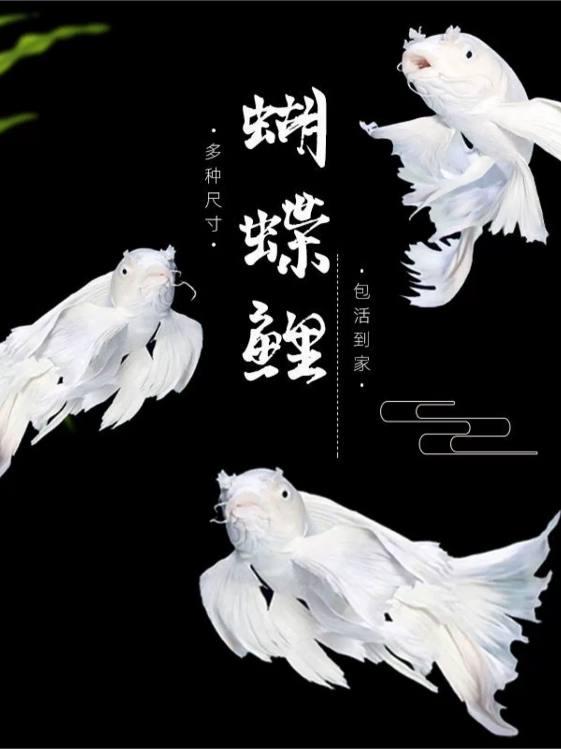 【改价链接】任意搭配精品招财鱼锦鲤蝴蝶鲤大鳍大尾冷水鱼观赏鱼