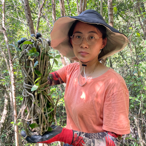 兰本草 春根藤 香藤根1棵