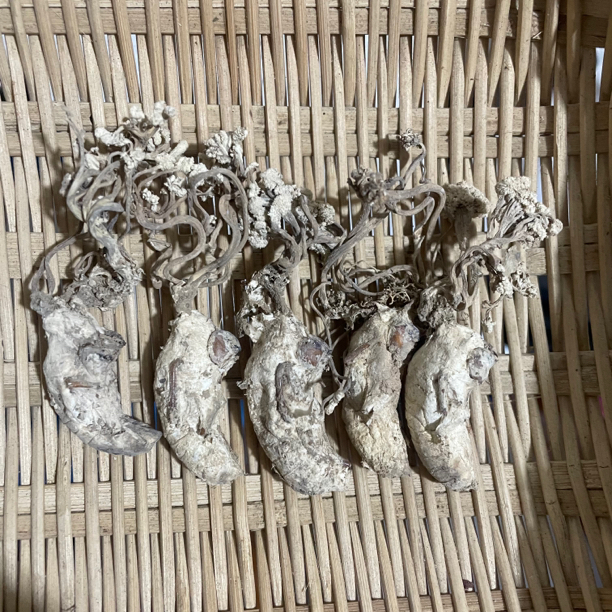 兰本草福建知了花100克