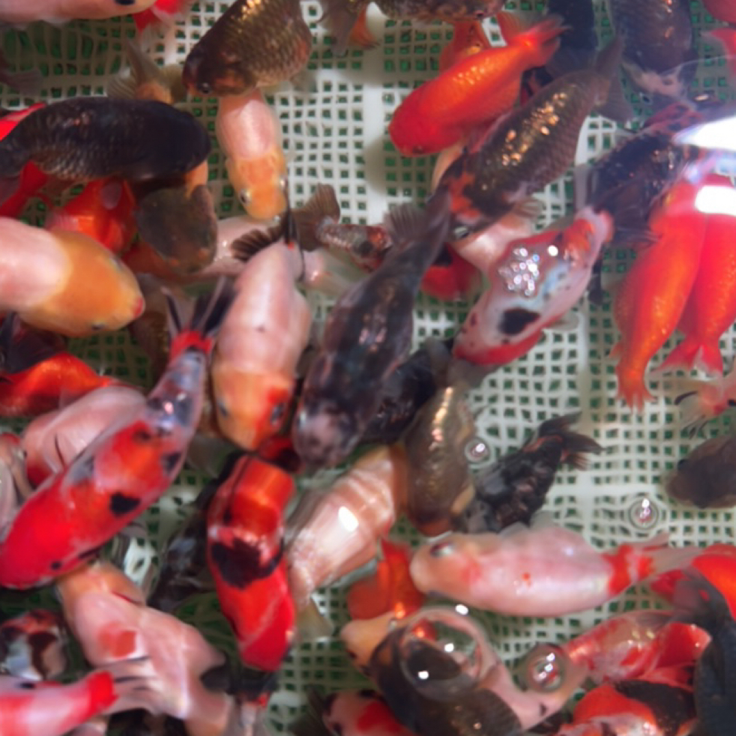 潘氏商品鱼练手鱼中通圆通包邮发货活体顺丰到付