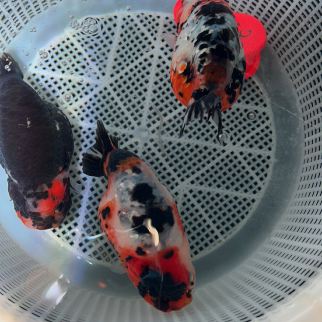 潘潘金鱼精品兰寿10-100【直播选鱼链接，请勿私拍】