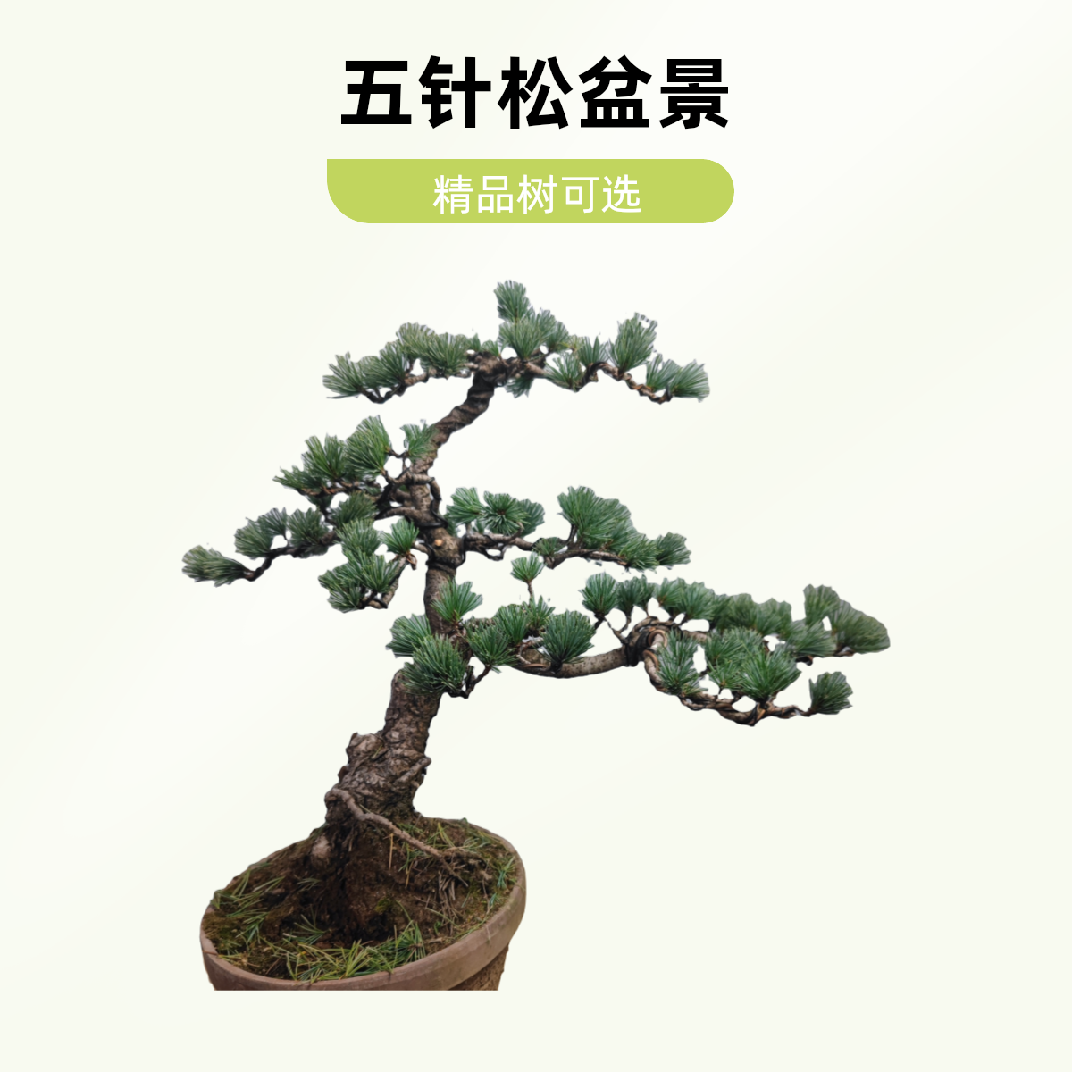 五针松盆精品盆景老桩办公桌客厅盆栽植物花卉绿植室内阳台黄荆