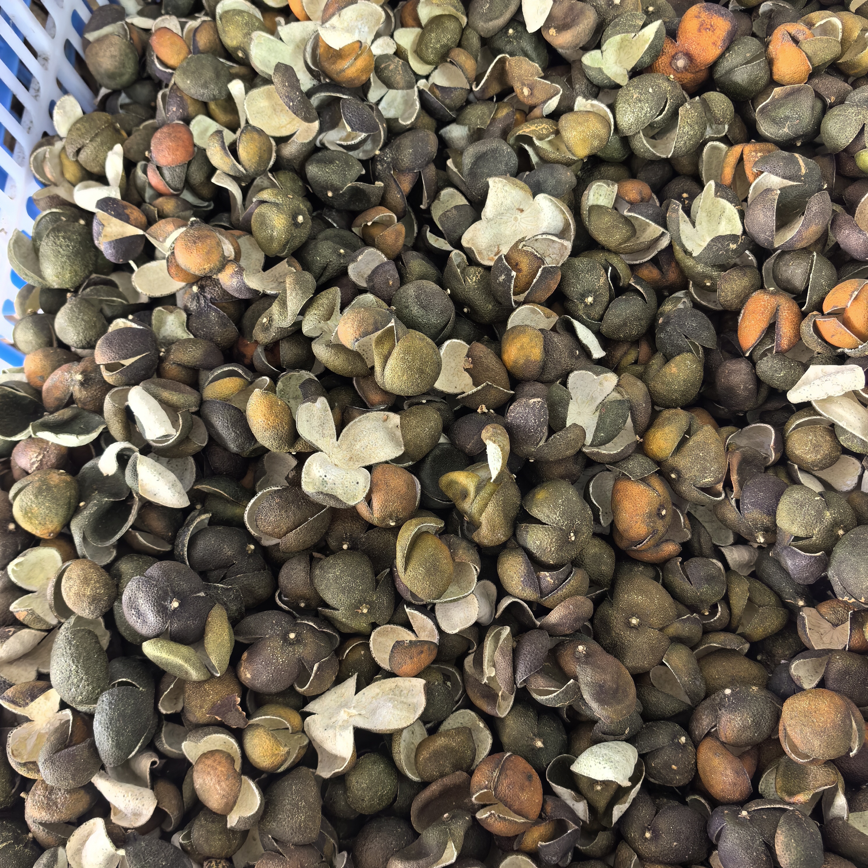 2023年新会区双水镇圈枝四花青