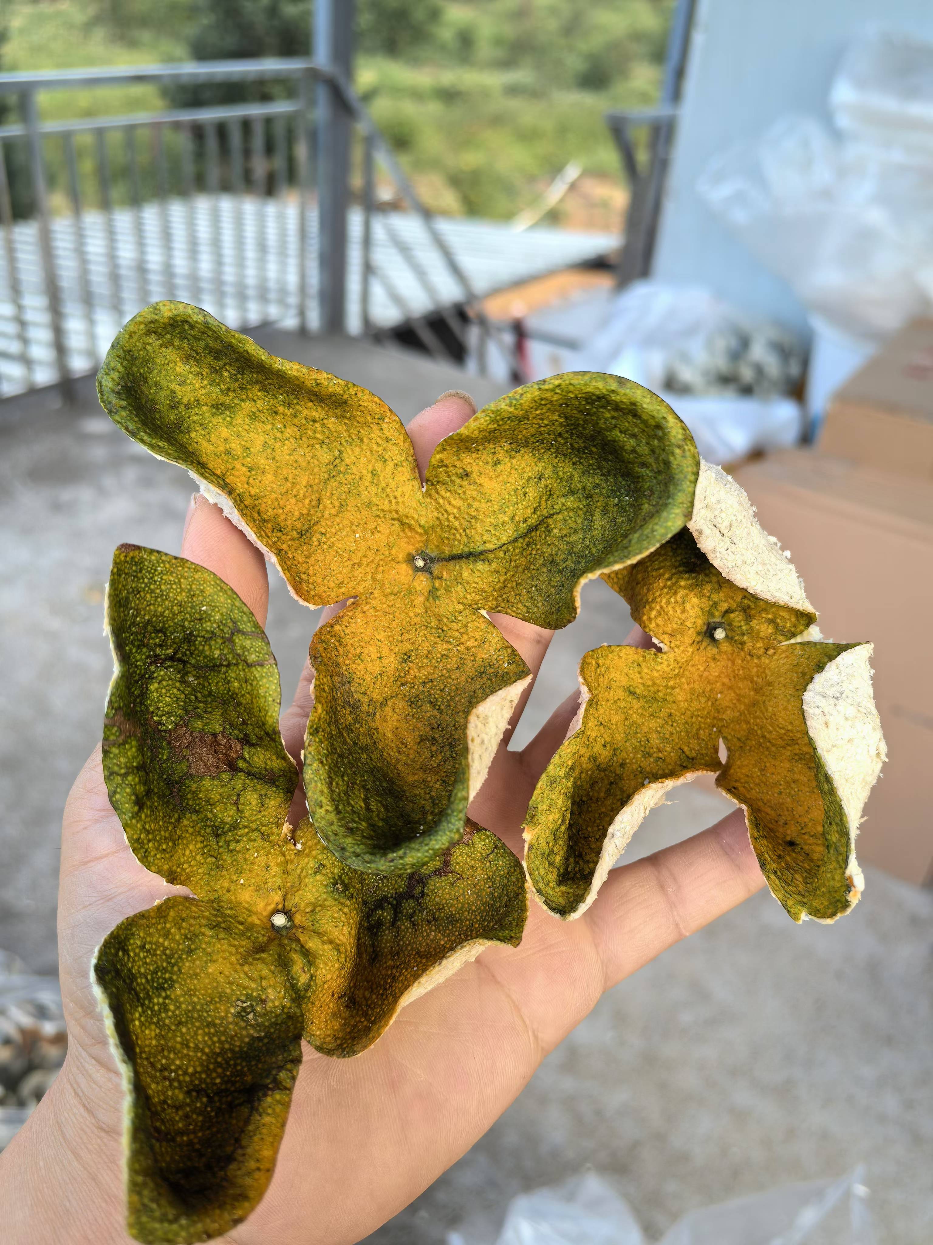 2025年新会区罗坑镇10年老树驳枝二红皮陈皮陈皮鲜果新会陈皮