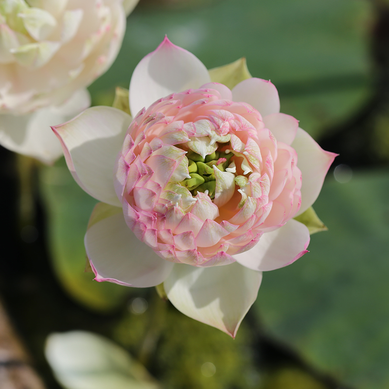 《粉色丹青》姜永慧微莲苑变色微型小荷花成品庭院阳台水培植物丰花
