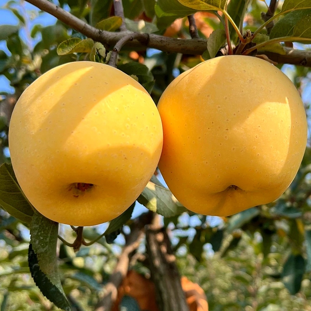 【脆甜爽口】正宗黄金奶油苹果山东烟台新鲜农家应季水果5斤酸甜