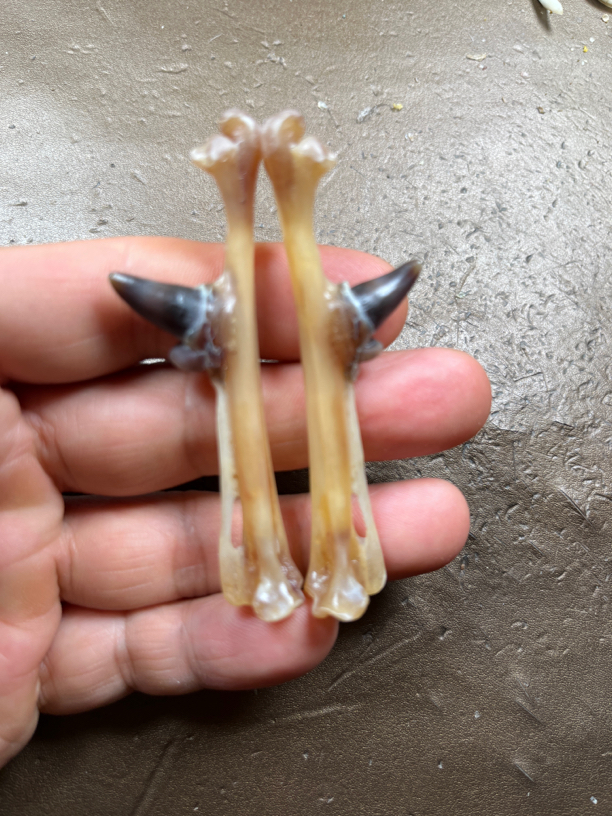 创意文玩鸡蹬子，矮脚鸡双蹬子一对，拍完3天发货