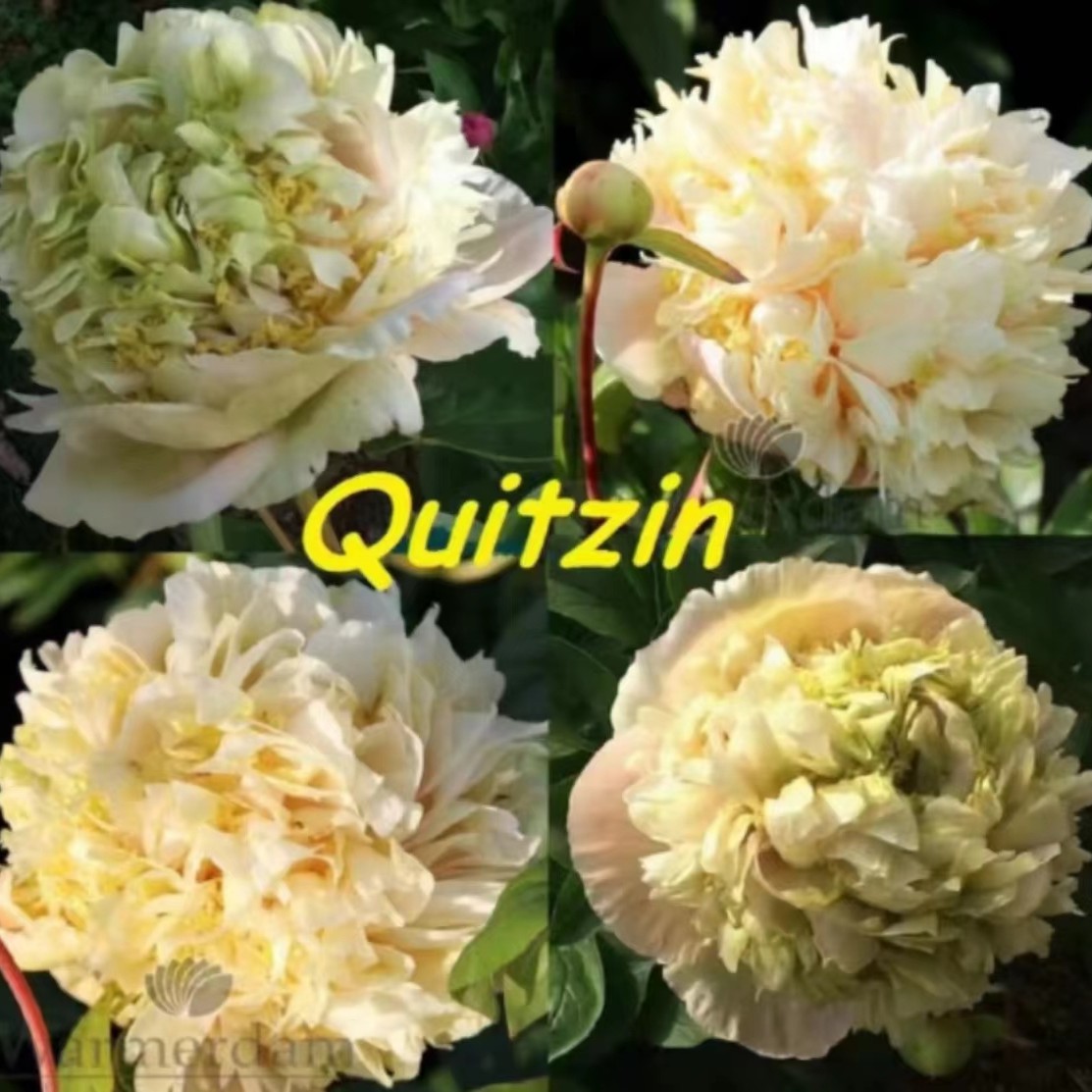 奎津 芍药花苗 高端品种 秋季发货