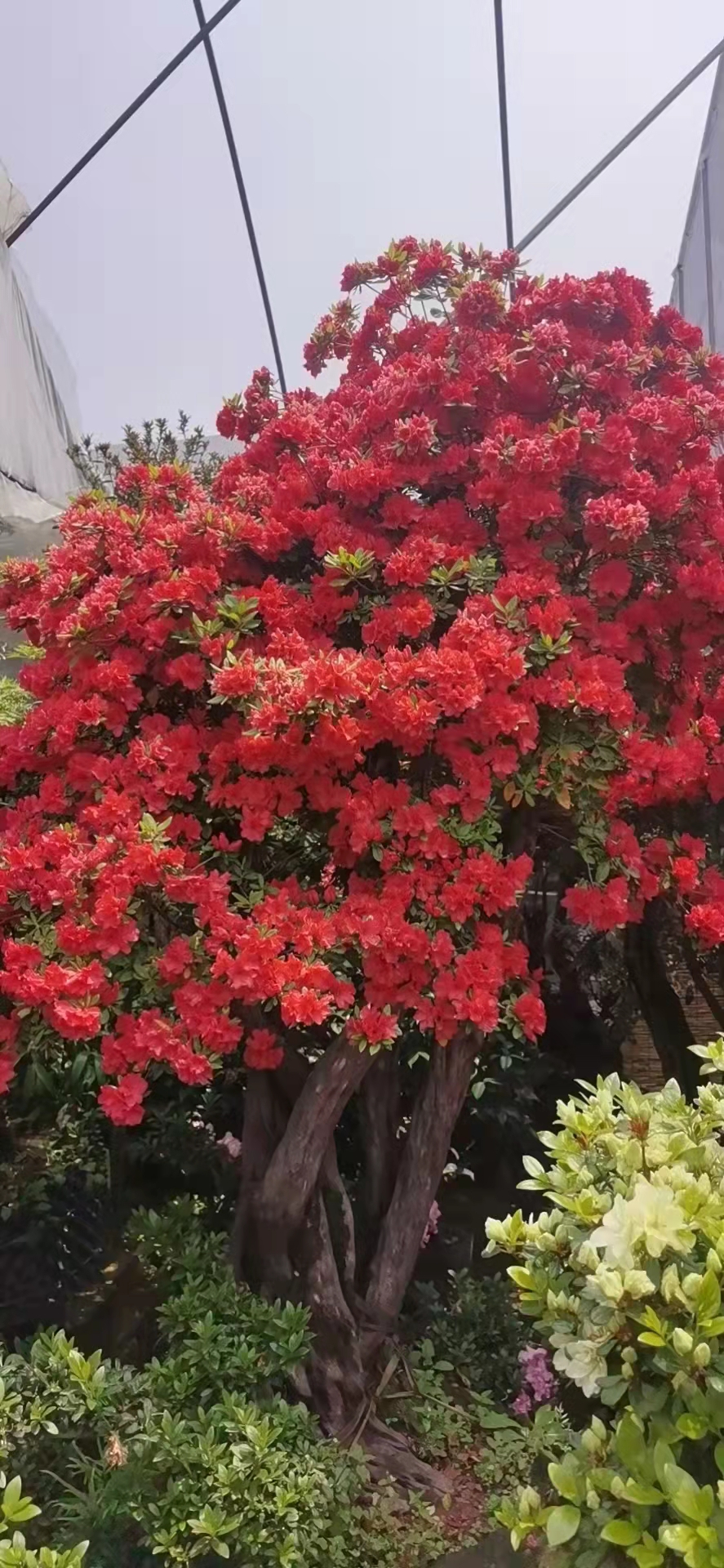 杜鹃桩盆景(不包邮)一物一拍