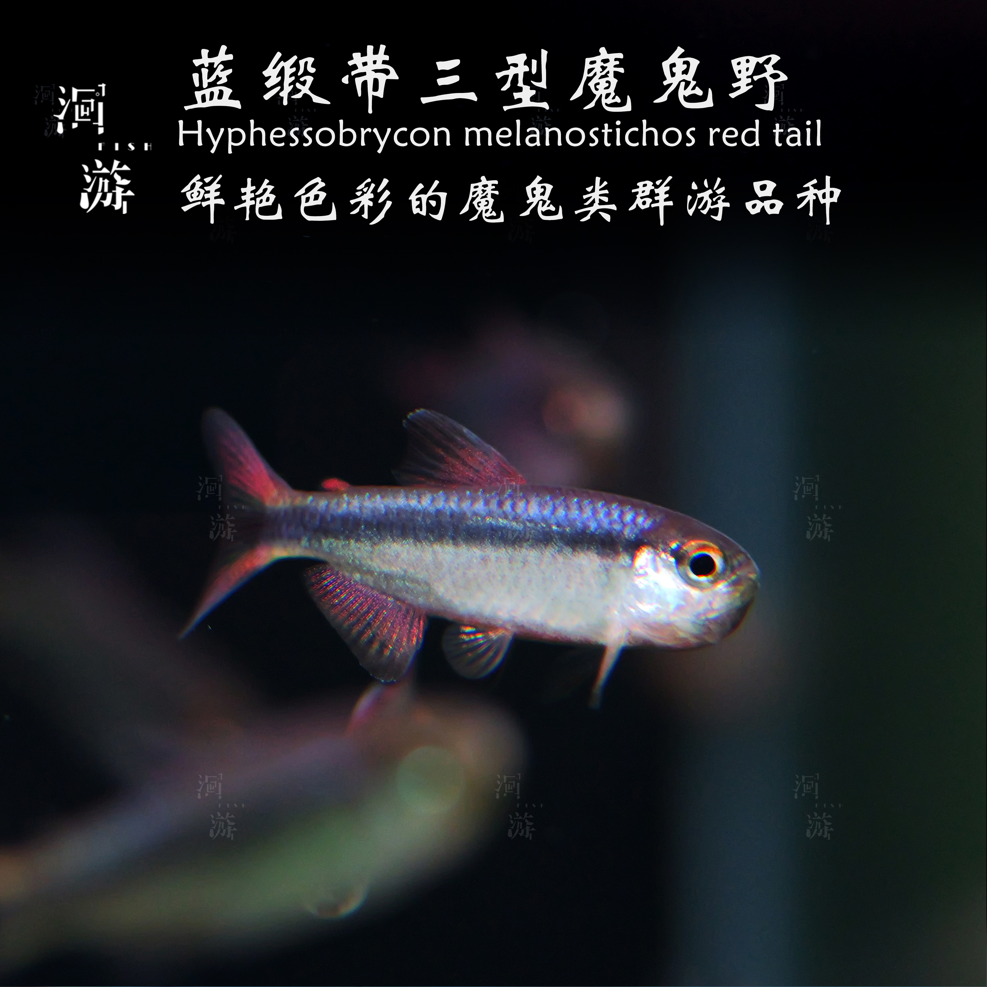 【洄游】蓝缎带魔鬼 灯鱼南美热带观赏鱼小鱼混养定水检疫满200包邮