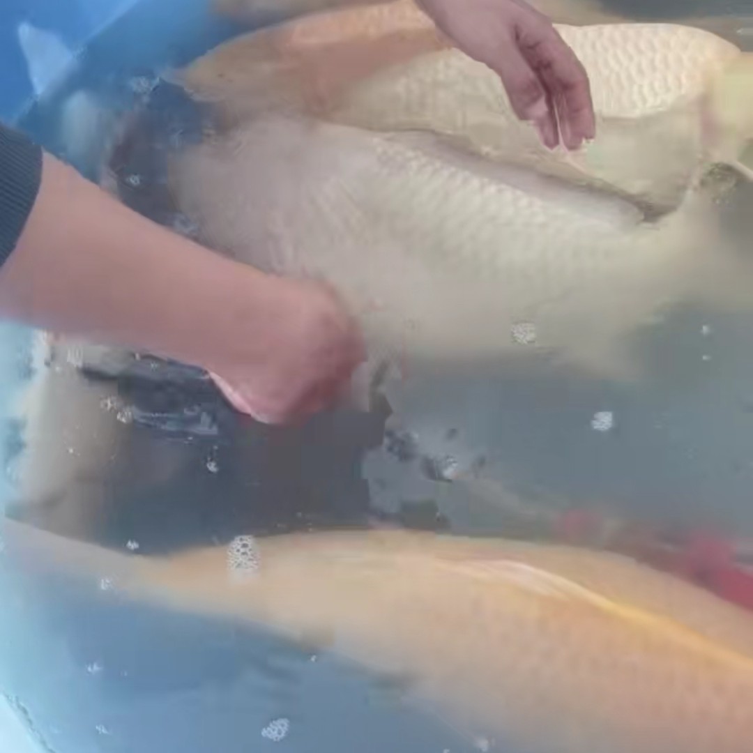 超萌好物锦鲤鱼芥子锦鲤黄猿锦鲤小西锦鲤