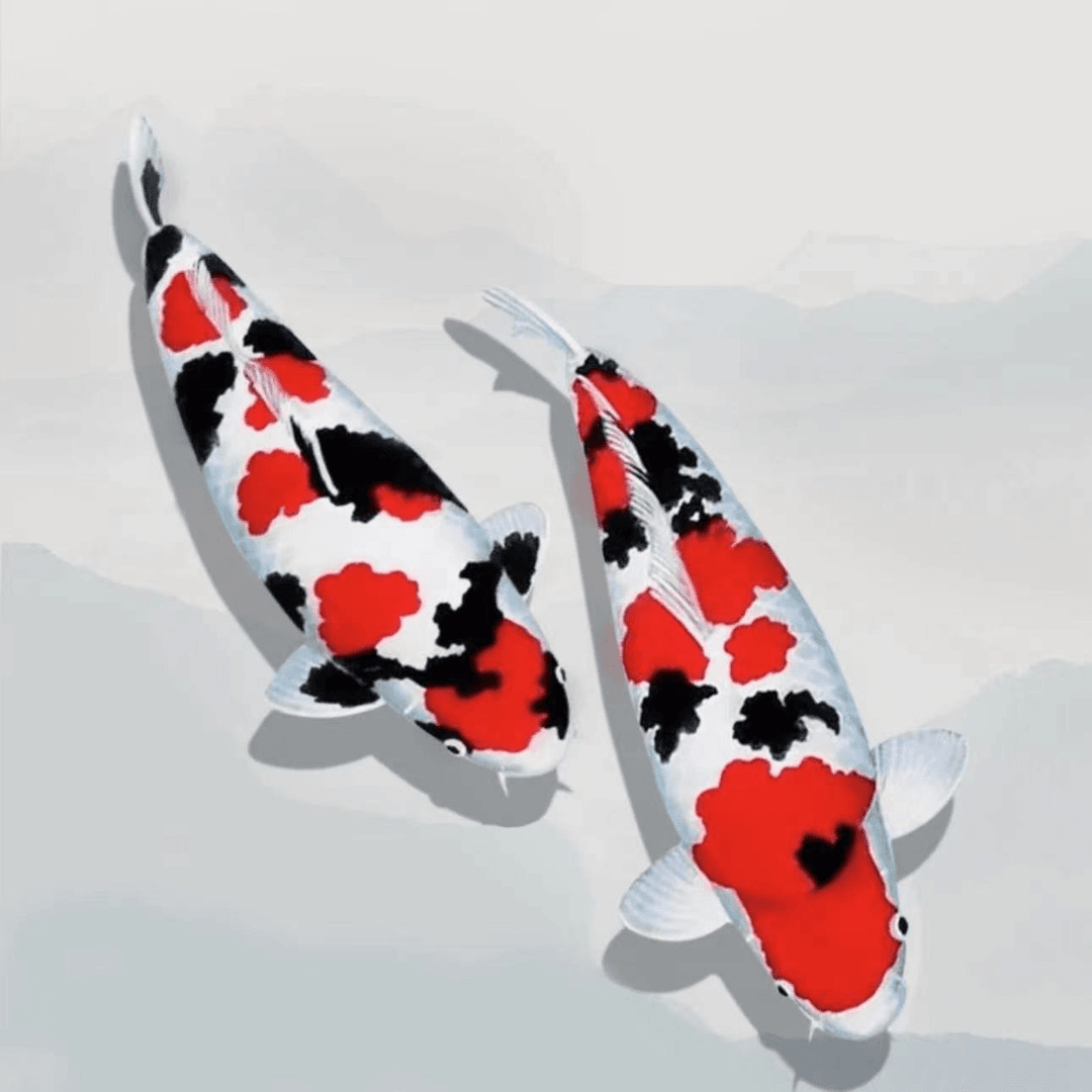 【大锦鲤鱼顺丰包邮】日本正宗纯种观赏鱼 招财锦鲤