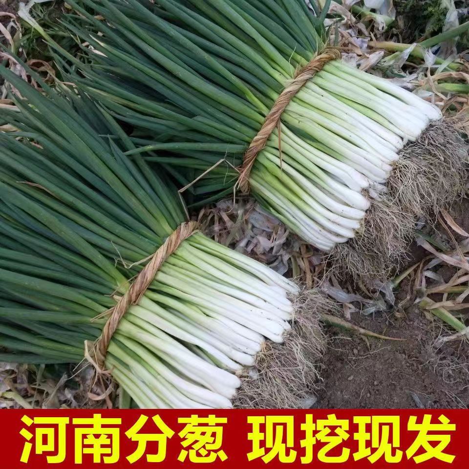 【现挖现发】河南分葱白甜葱非小香葱苗新鲜河南大葱1斤装夏日尝鲜