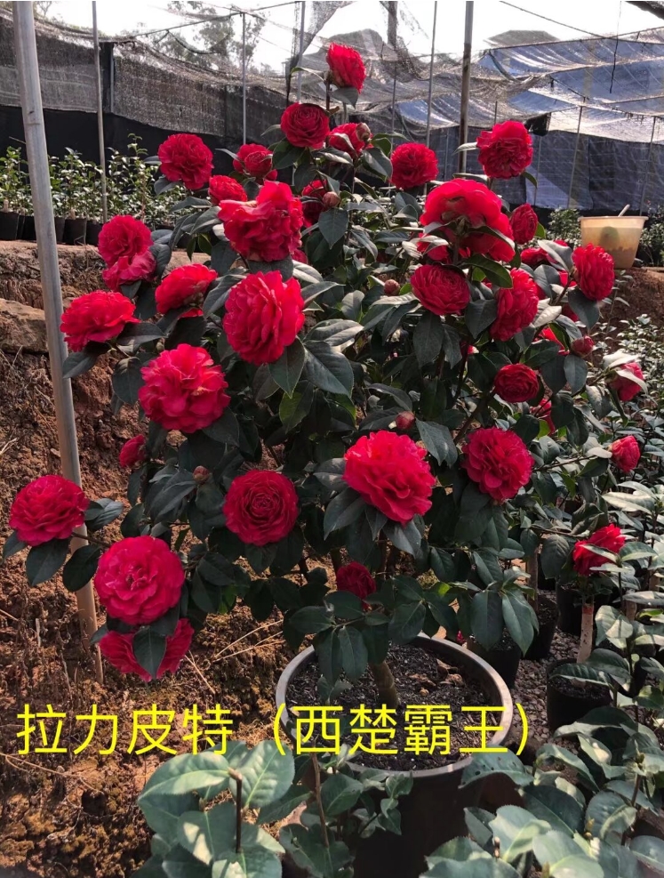 拉力皮特靠接三年苗带分枝特壮精品茶花藤本石楠花盆栽天荷专卖