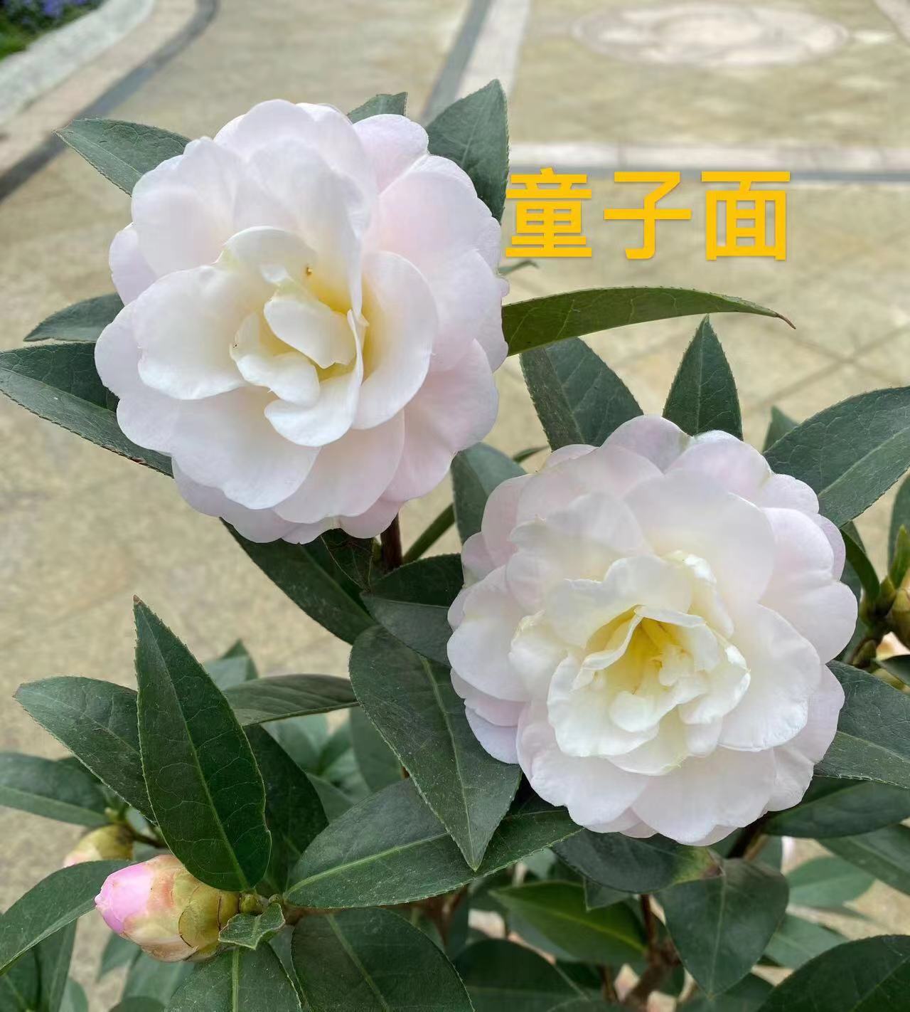 云南茶花传统名品童子面嫁接特壮中苗多分枝花园阳台庭院栽赔木本