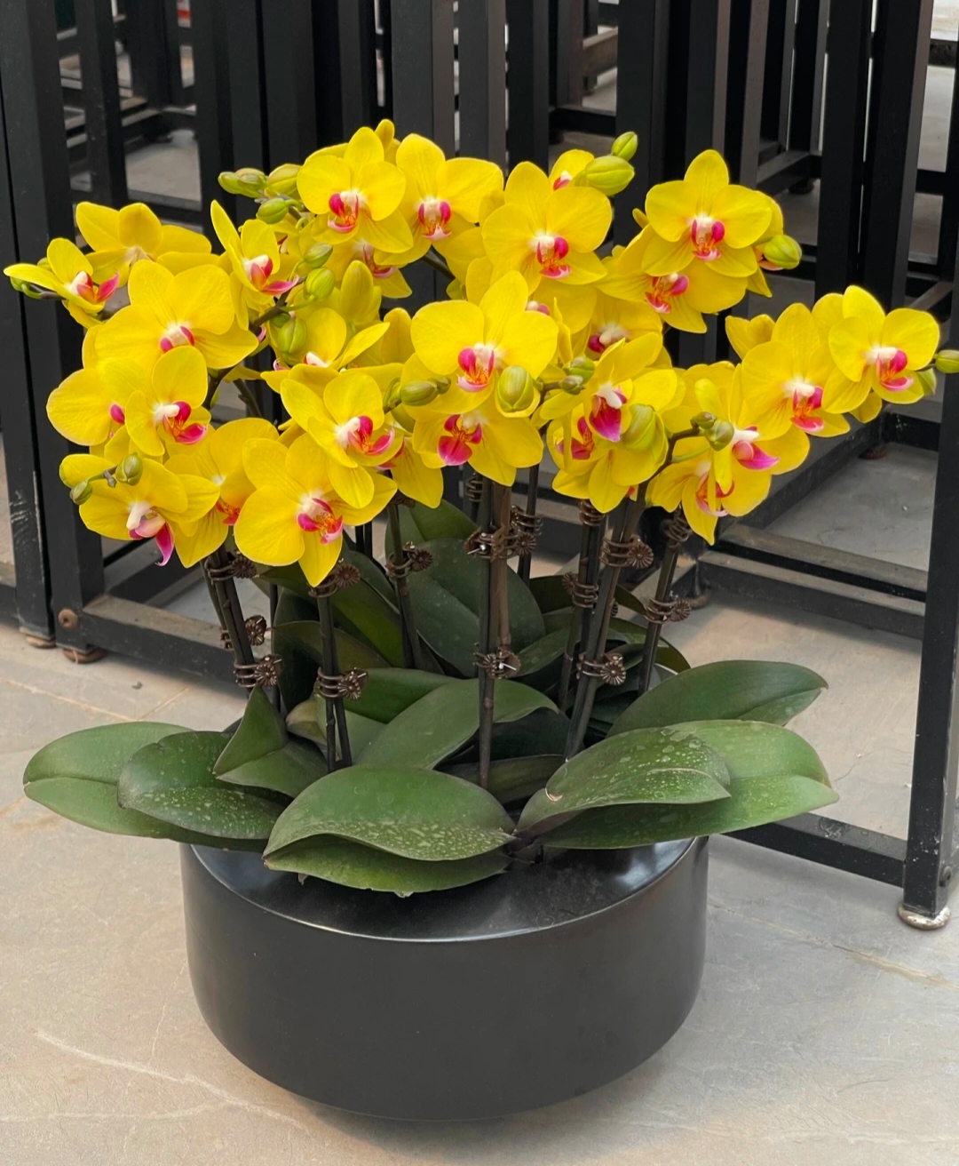 【花苞株】金币黄色开花株蝴蝶兰室内蝴蝶兰