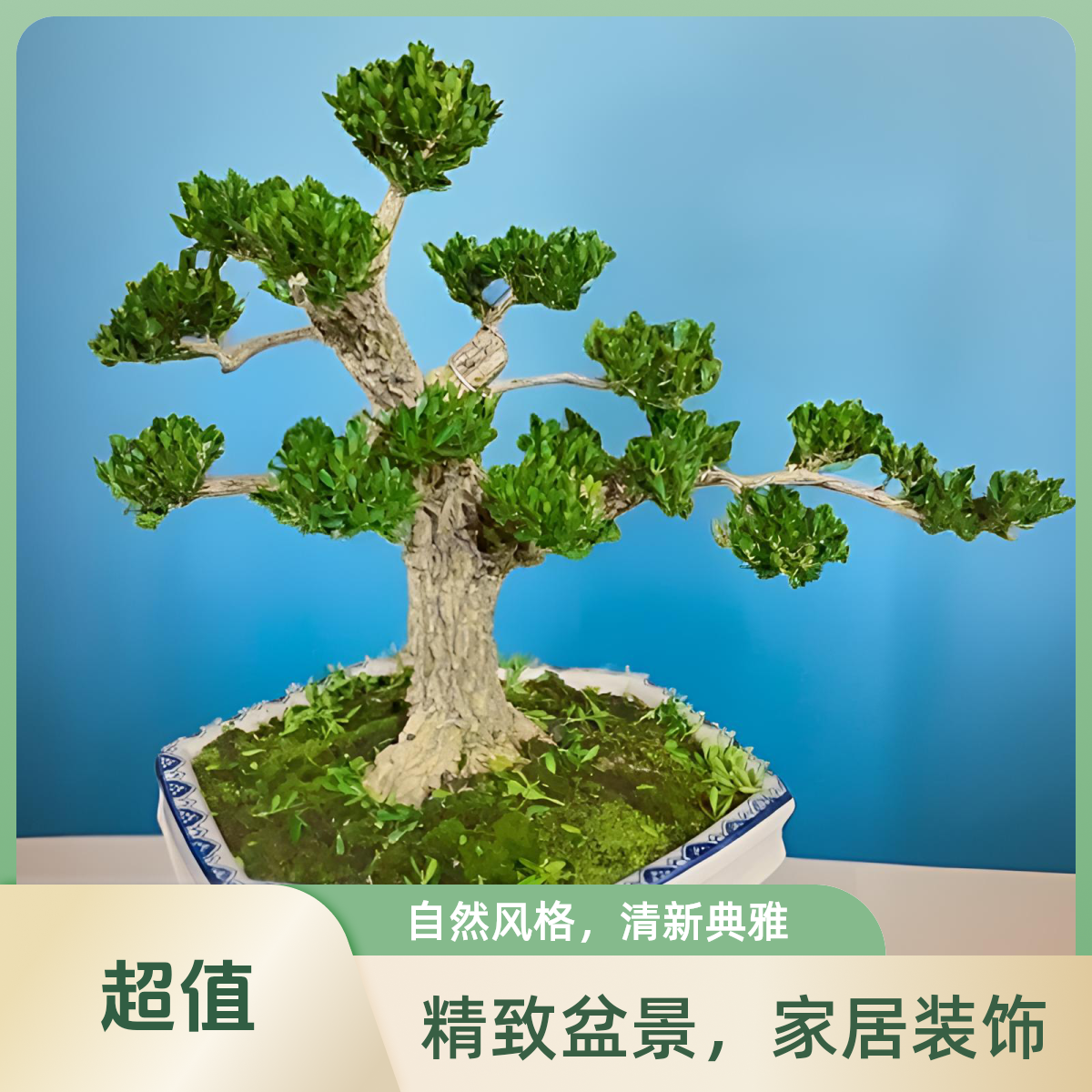 小叶黄杨小老桩绿色盆景阳台办公室植物好养易活盆栽造型独特花卉