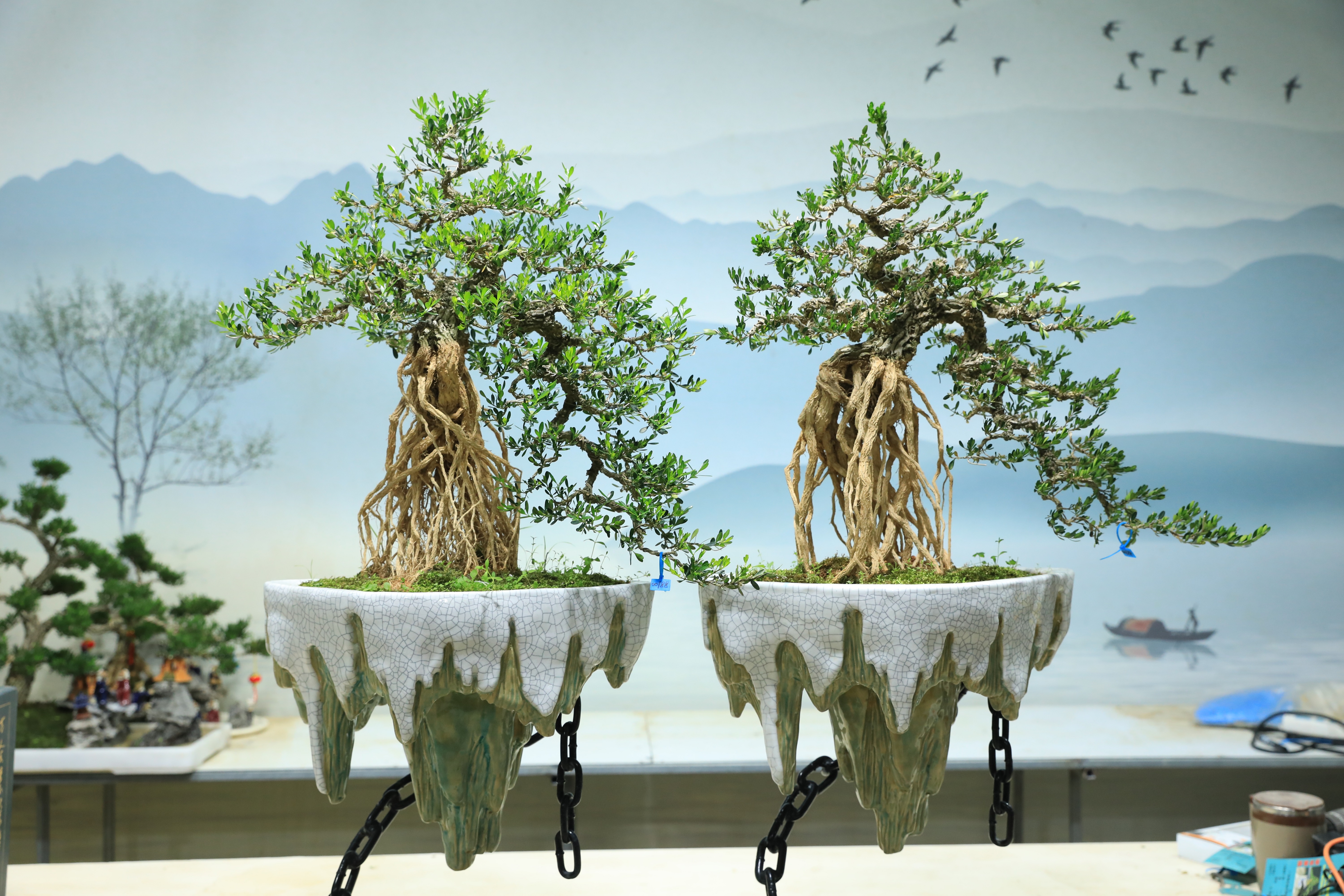 皱皮雀舌黄杨盆景广东庭院绿植艺术大型盆栽造型高提根黄杨景观树