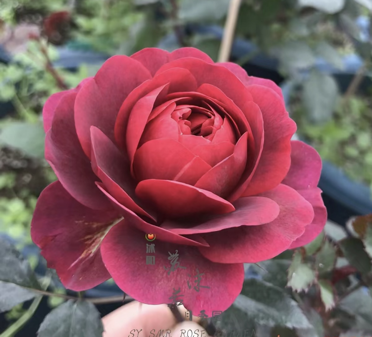 【绝色果汁】暗红色花月季 一盆多颗 四季开花 原盆原土发货