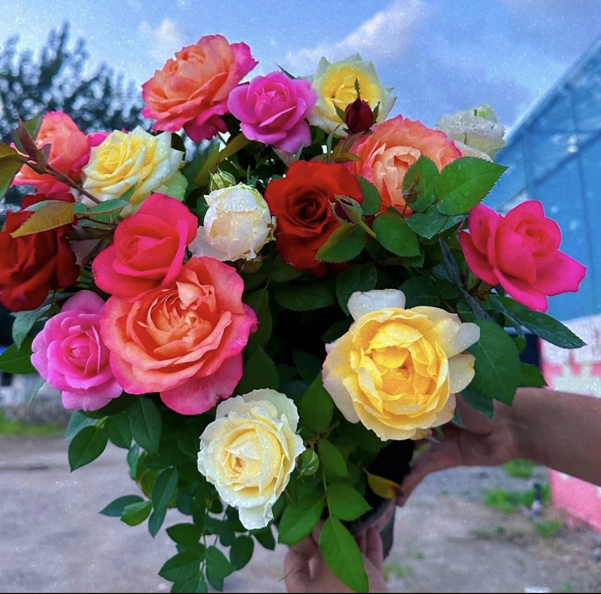 【混色】一盆多色  月季花四季开花 原盆原土发货