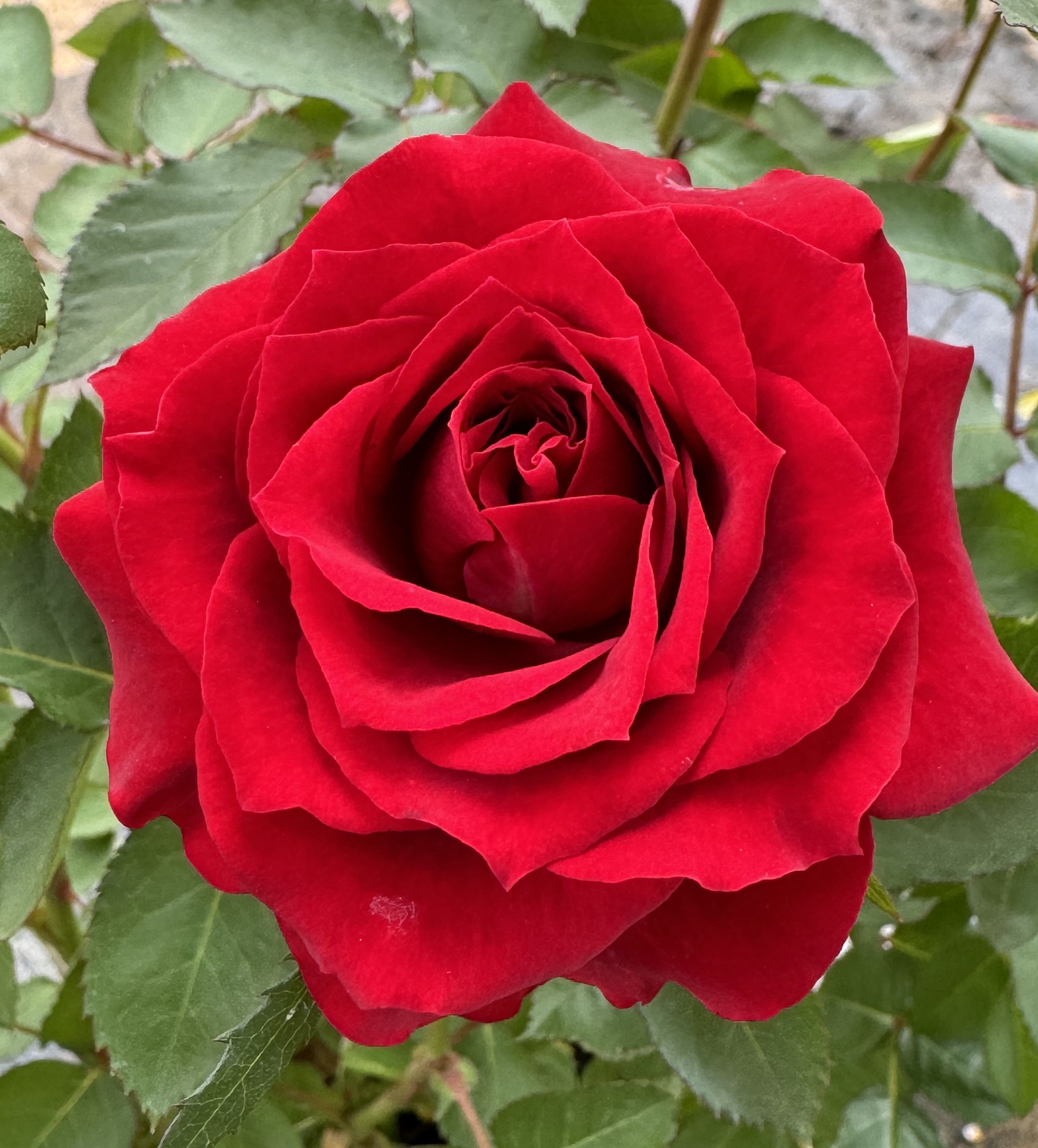 【红丝绒】红色月季一盆多颗 四季开花 原盆原土发货