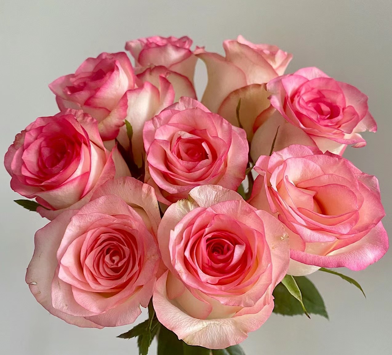 【艾莎】月季老桩粉白色月季特大切花庭院 原盆原土发货