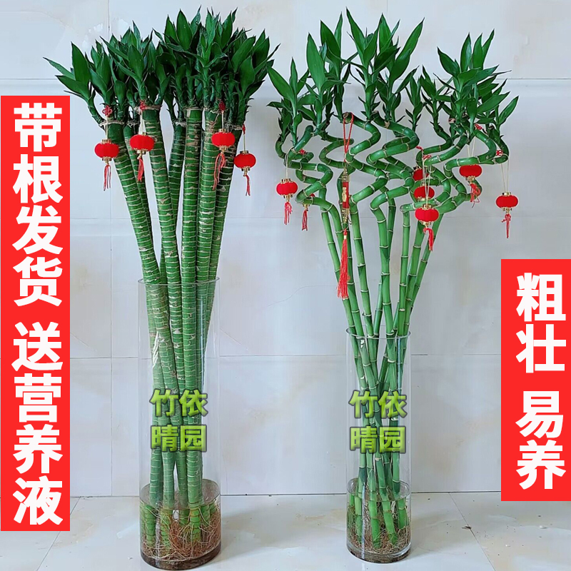 带根水培龙竹富贵竹植物水养弯竹转运竹竹子盆栽客厅室内桌面绿植
