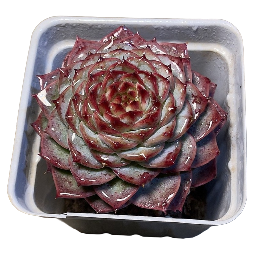 77多肉植物（天鹅绒）直播展示 裸根带土紫色紫产地