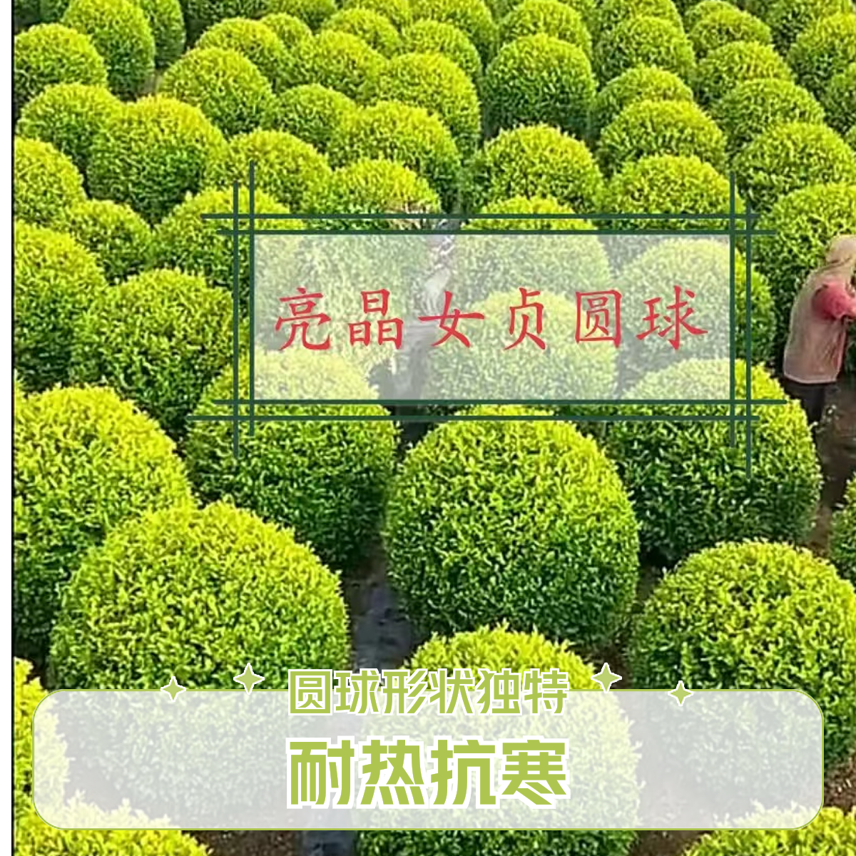 圆球亮晶女贞耐热抗寒植物种植适合很好夏季南方喜欢长期需要