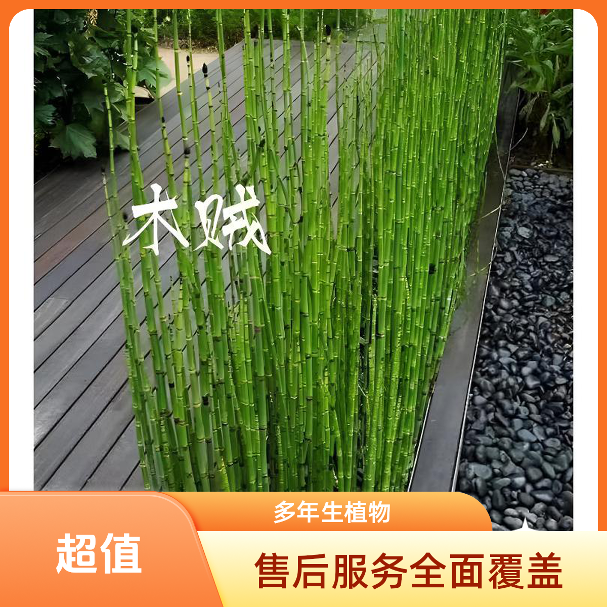 木贼半水生植物耐热抗寒美观家庭修剪观赏适合选择养殖发货很好