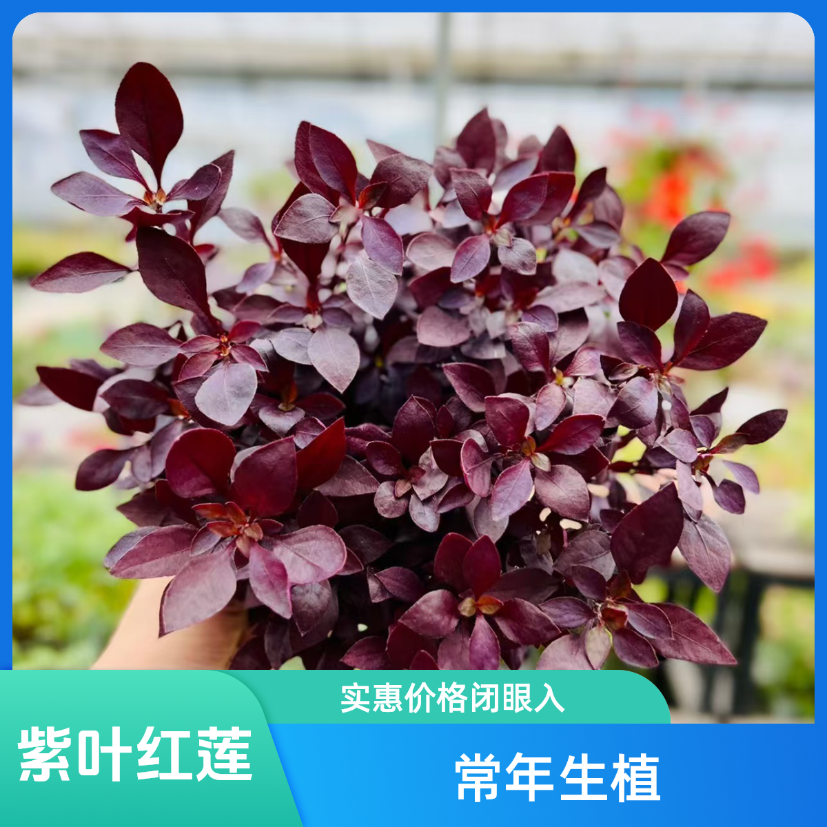 紫叶红莲子耐热抗寒植物