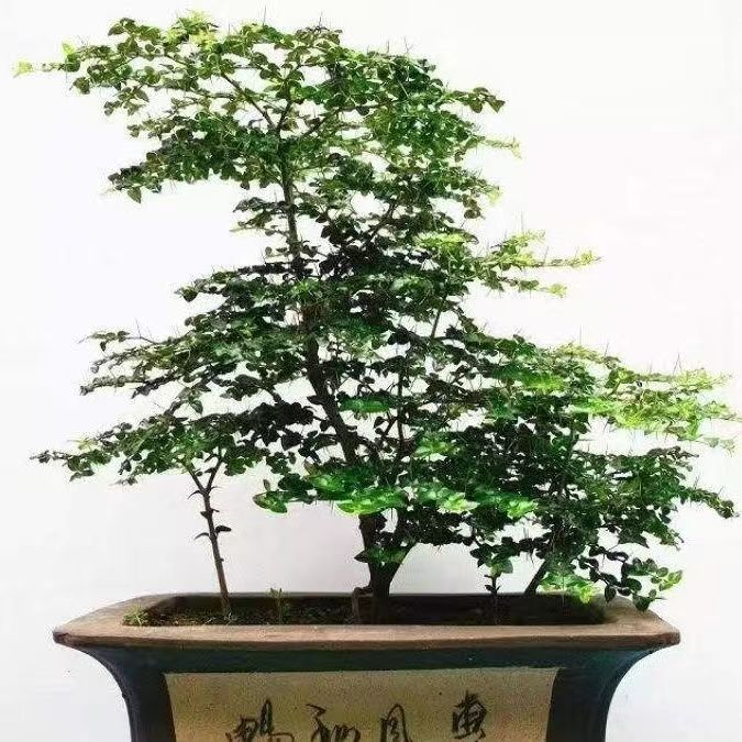 正宗原生精品盆景小叶虎刺老鼠刺伏牛花长寿木办公室客厅净化空气