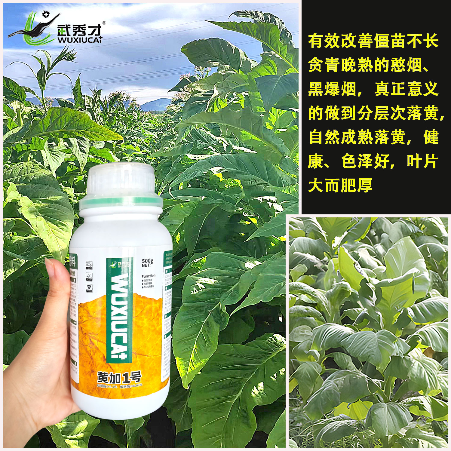 武秀才黄加1号烤烟专用水溶肥分层落黄增厚固重改善黑爆烟农福音