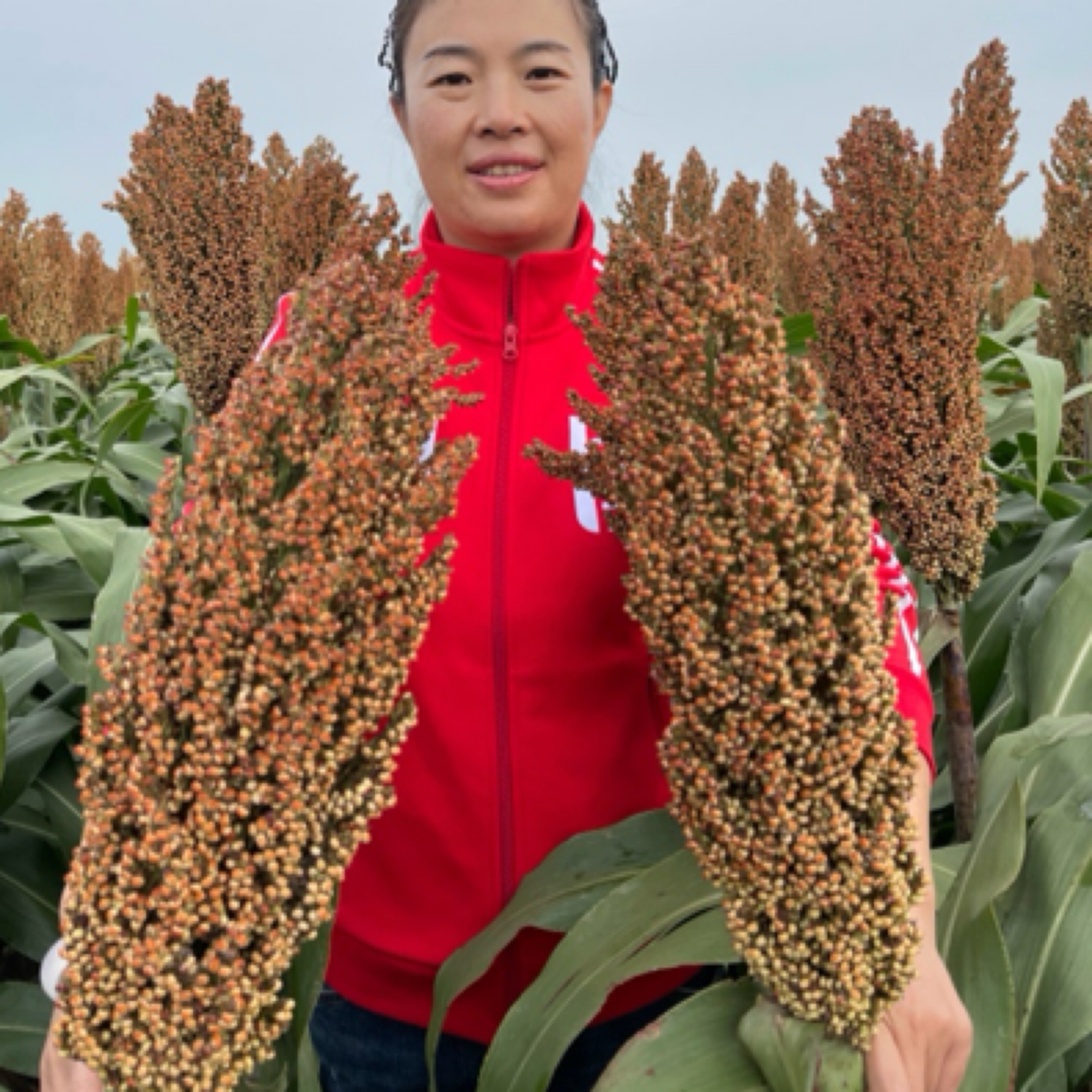 升级版凤杂68高粱种子（123天成熟）