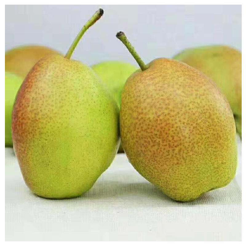 【时令】现货红香酥梨蜜甜核小无渣香梨冰糖雪梨 新鲜梨子香梨水果
