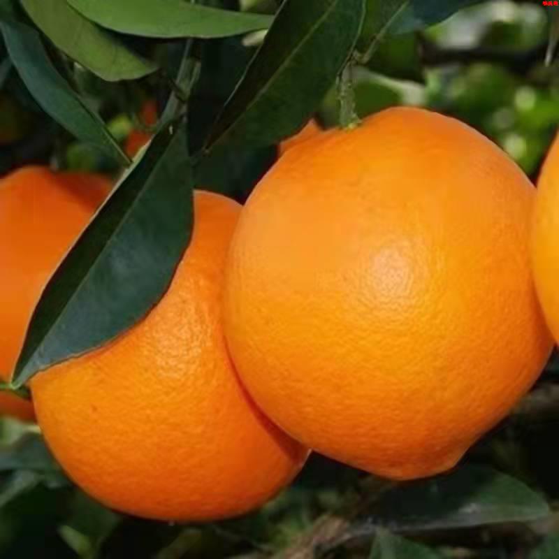 【时令】新鲜应季当季头茬脐橙橙子青黄皮酸甜可口新鲜大果当季水果