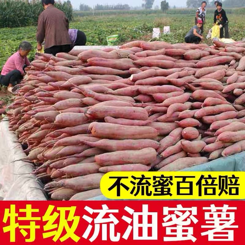 【时令】山东烟薯25号蜜薯糖心红薯沙地新鲜番薯小香蜜板栗烤地瓜批