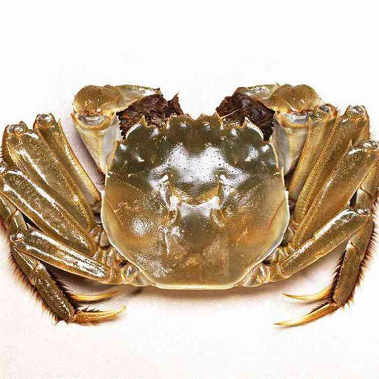 【活蟹】(4只) 母蟹 单只约90g-110g*4/份