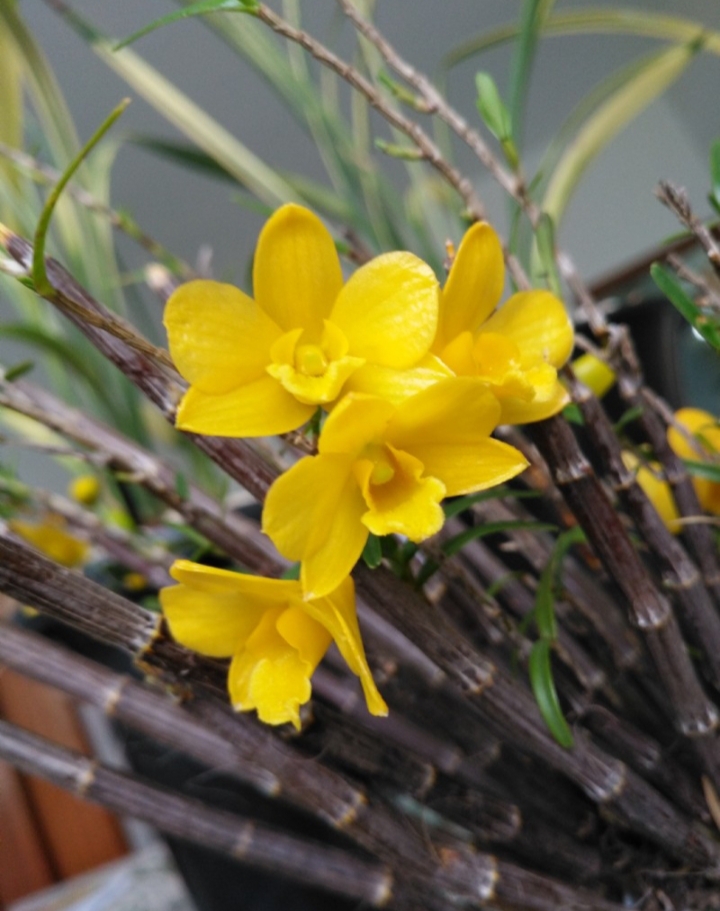 直播间各类石斛一物一拍 直播间现上