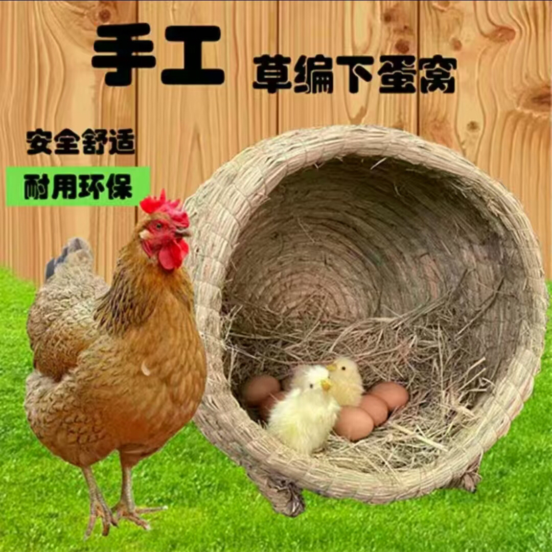 母鸡下蛋孵蛋罐子窝