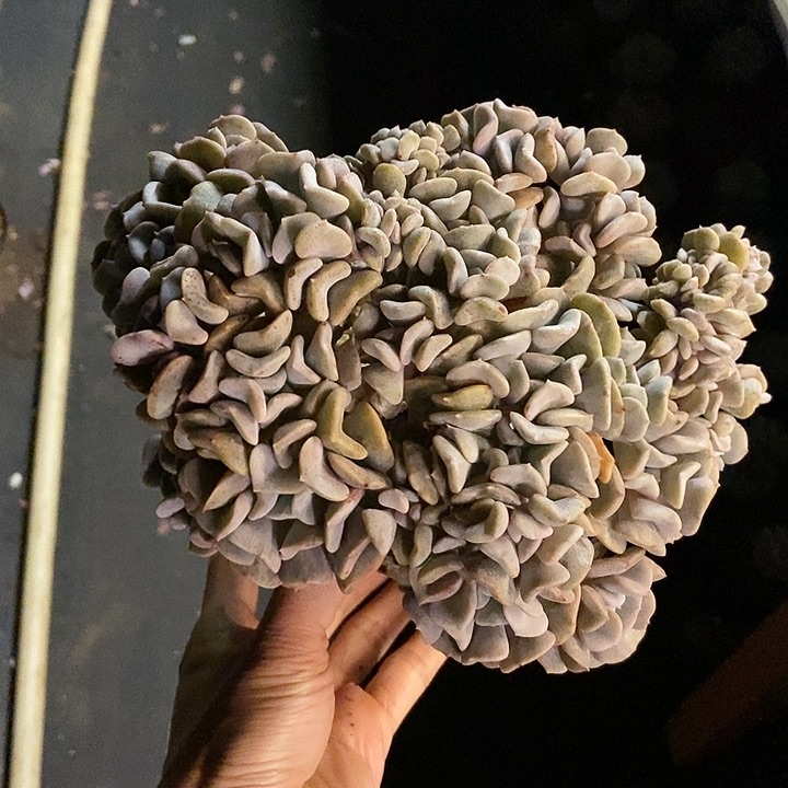 憧**花多肉植物一物一拍